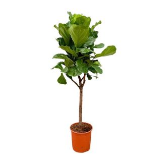 Ficus Lyrata mit geigenförmigen Blättern, Geigenblattbaum Variante - 180 cm hoch, ⌀30