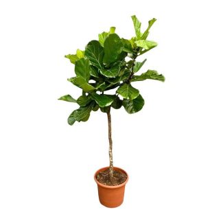 Große Variante Ficus Lyrata - Geigenfeige XXL - 210 cm - ø40 - Ästhetisch - Luftreinigend