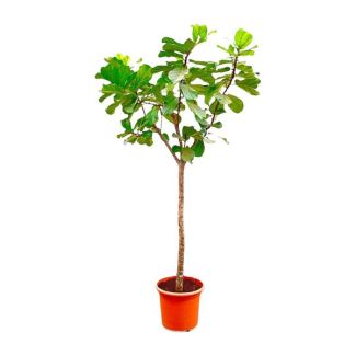 Geigenfeige XXXL, Tropische Zimmerpflanze, Ficus Lyrata Baum XXXL Ø55-300cm hoch