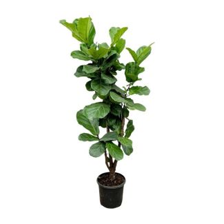 Luftreinigende Ficus Lyrata verzweigt - 180 cm - Geigenblattpflanze für gesundes Raumklima