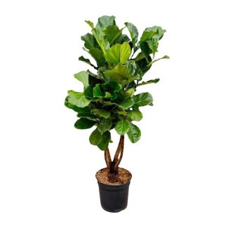 Ästhetischer Ficus Lyrata XL Variante - Verzweigter Ficus innen - ca. 200 cm hoch