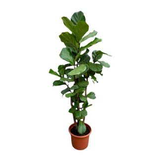 Verzweigte Geigenfeige XXL - 230 cm hohe Ficus Lyrata - ø40 - Zimmerpflanze für indirektes Licht