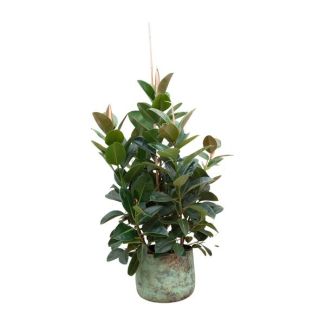 Kompakte Zimmerpflanze Ficus Robusta - Verzweigte Ficus für drinnen - etwa 150 cm hoch - ø38