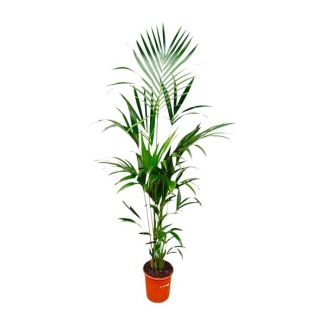 Kentia-Palme Howea forsteriana - schlanke Kentia-Palme innen elegant - 180 cm hoch - ⌀24