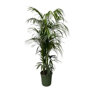 Elegante Zimmerpflanze in Dunkelgrün | Kentia-Palme Tiefgrün - 230 cm - ø38 - nicht giftig