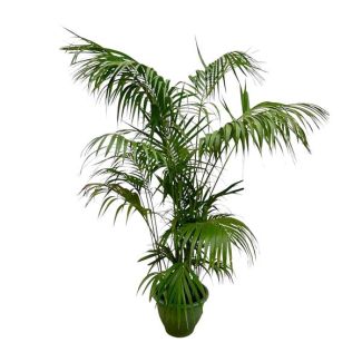 Große Kentia-Palme - Howea forsteriana auffällig - 260 cm - ø35 - Kentia-Palme XXL