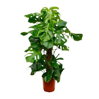 Eine XXL Fensterblattpflanze, Grüne Zimmerpflanze, Tropisch, Monstera Deliciosa XXL - 150cm - ⌀27