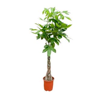 Wasserkastanienbaum im Innenbereich | Einfache Pflanze mit geflochtenem Stamm - 160 cm hoch - ø27 - Immergrüne Pachira Aquatica