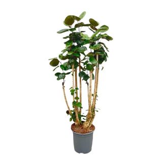Große Variante Polyscias scutellaria (Polyscias Fabian) | Gute Luftreiniger für Innenräume - 160 cm hoch - ⌀30