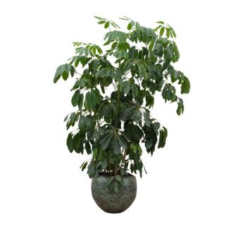 Schirmpflanze, Fingerpflanze, Grüne Zimmerpflanze, Tropisch, Schefflera Amate XL - 250 cm - ø50