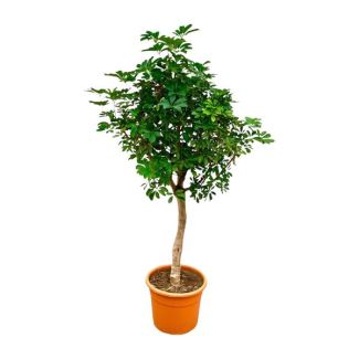 Pflegeleichte Zimmerpflanze Schefflera auf Stamm | Grüner Fingerbaum innen 225 cm hoch - ø45 cm