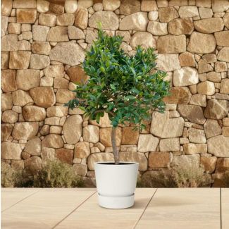Orangenbaum - 200 cm - ø40