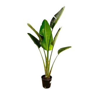 Exotische Zimmerpflanze Paradiesvogelblume | Strelitzia Augusta für drinnen und draußen - 180 cm hoch, ⌀30
