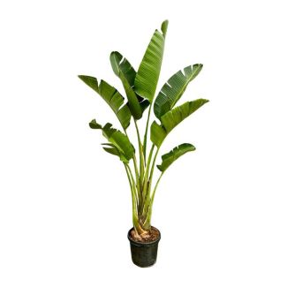 Große Zimmerpflanze Strelitzia Augusta | Exotische Zimmerpflanze von bis zu 2,5 Metern Höhe - ⌀45 cm