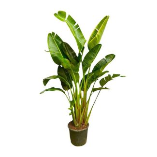Mehrstämmige Zimmerpflanze XXL Strelitzia Augusta - 2,5 m hoch - ø50