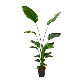 Strelitzia - Luftreinigende Pflanze Strelitzia Nicolai - 170 cm - ⌀21