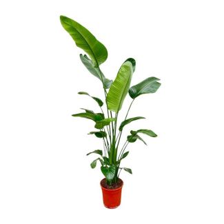 Strelitzia Nicolai 200 cm - Große Zimmerpflanze - Stark luftreinigende Pflanze für diverse Räume