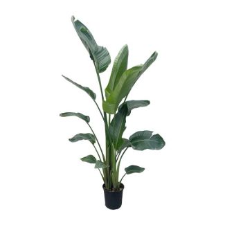 Strelitzia Nicolai XXL 225 cm - Eindrucksvolle Zimmerpflanze mit großen Blättern - ø27
