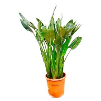 Exotische Paradiesvogelblume Pflanze XL | Einfache Pflege - 160cm - ⌀30