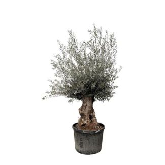 Olivenbaum Miniaturversion (Olea europaea Bonsai) 225 cm hoch