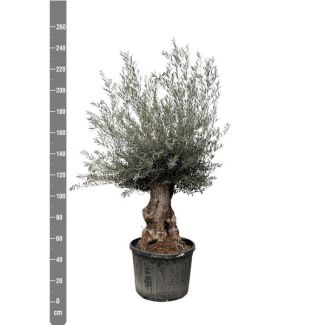 Olivenbaum Miniaturversion (Olea europaea Bonsai) 225 cm hoch