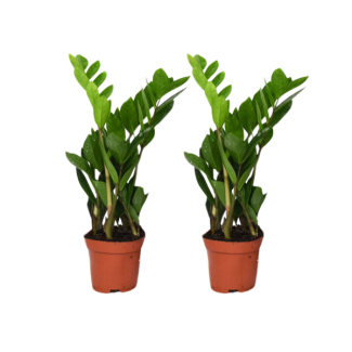 2 ZZ-planten