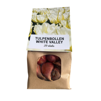 20x Weiße Valley Tulpenzwiebeln - Blumenzwiebeln - Tulpen - Weiß