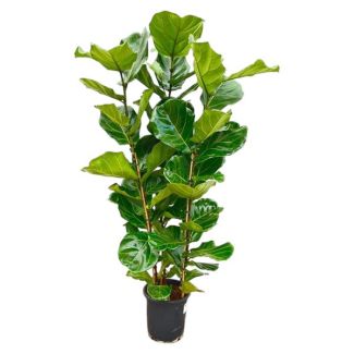 Ficus Lyrata Zimmerpflanze – Geigenfeige Strauch – Grüne Feige – 160 cm hoch – Topfgröße Ø30