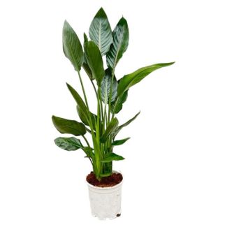 Exotische Zimmerpflanze Paradiesvogelblume - 100 cm hoch - Ø19 - Einfache Pflege