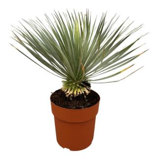 Gartenpflanze und Zimmerpflanze Yucca Rostrata - 70 cm hoch - Wüstenartige Blaubehakene Yucca