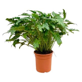 Philodendron Xanadu – Tropische Zimmerpflanze 80 cm – Ø27 cm