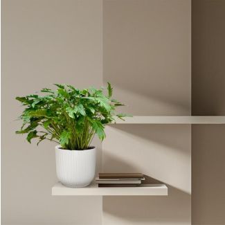 Philodendron Xanadu – Tropische Zimmerpflanze 80 cm – Ø27 cm