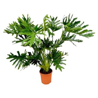 Auffällige Zimmerpflanze Philodendron Selloum - Baum-Philodendron innen - 150 cm - Ø30
