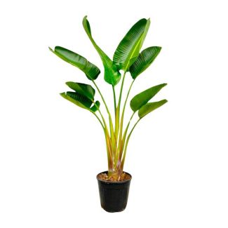 Strelitzie Augusta Veredelte Zimmerpflanze - 160 cm - Ø28 cm