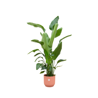 Beruhigende Pflanze für Innenräume Strelitzia Nicolai - 180 cm hoch - mit rosa Topf