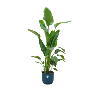 Kombination aus Zimmerpflanze Strelitzia Nicolai und blauer Topf - 180 cm hoch - Ø30