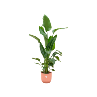 Set mit rosa Topf und Weißer Paradiesvogelblume - 160 cm Zimmerpflanze - pflegeleicht