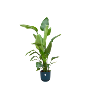 Weißer Paradiesvogel mit elho Vibes Fold Round blau Ø30 - 160 cm hoch