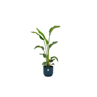 Kombination Strelitzia Nicolai und blaue Pflanze - ca. 100 cm hoch - Ø22 - Luftreinigende Zimmerpflanze