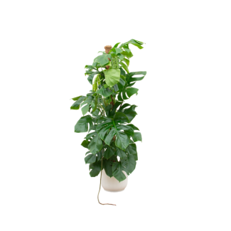 Klimpflanze Monstera Pertusum XL in weißem Topf - große Variante der Fensterblattpflanze - 150 cm hoch - Ø30