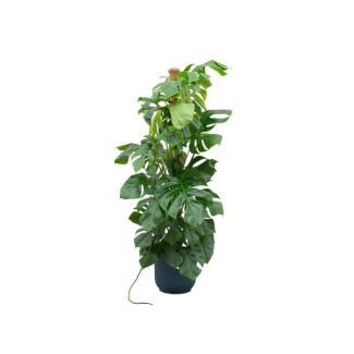 Große Variante der Monstera Pertusum in blauer Töpfe Ø30 - etwa 150 cm hoch
