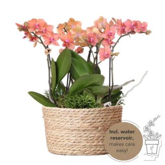 Echte Blickfänger, Orange Orchideen Bolzano Pflanzen-Set in Korb, Geschenkidee, Schmetterlingsorchidee