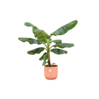 Bananenpflanze (Musa) mit Elho Vibes Fold Round rosa Ziertopf - Exotische Zimmerpflanze - 100 cm hoch - Ø23cm