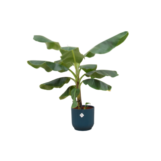 Bananenpflanze (Musa) mit elho Vibes Fold Round blauer Zierpot - Exotische Zimmerpflanze - 100 cm hoch - Ø23cm