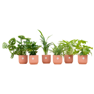 Set von 6 Zimmerpflanzen | 6 grüne Überraschungspflanzen | Inklusive 6 auffälligen rosa Töpfen
