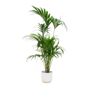 Kentia-Palme in weißem Topf | 180 cm hohe Zimmerpalme