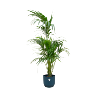 Kentia-Palme in blauer Potte, 180 cm hoch