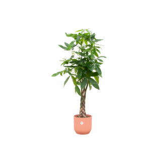 Geldbaum (Pachira Aquatica) mit rosa Topf - einzigartige Stamm und Höhe von 160 cm