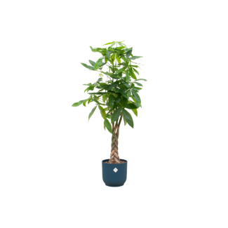 Geldbaum / Pachira Aquatica - inklusive blauer Topf - Pflanze mit einzigartigem Stamm - 160 cm hoch