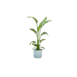 Kombinationsangebot - Paradiesvogelblume inklusive elho Ocean Round atlantisch blau Ø22 - 120 cm